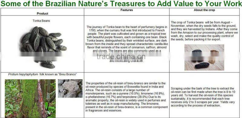 Tonka beans or Cumaru seeds (Dipteryx odorata)