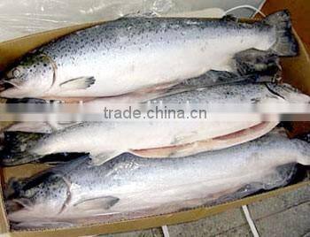 Atlantic Salmon