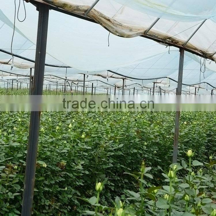 Good quality hot-sale flower yunnan wholesaler violet