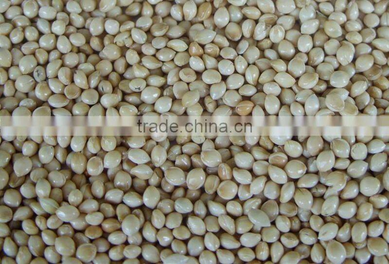 white millet bird food
