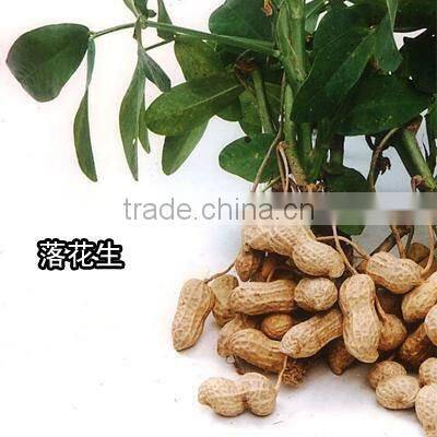 Chinese Peanut kernels Haihua type