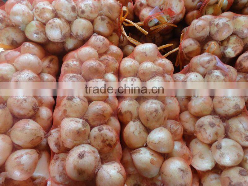 Fresh Yellow Onion / Red Onion