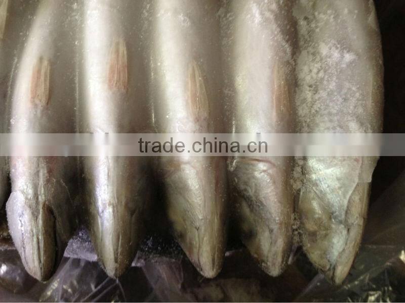 Frozen whole round mackerel size 200-300g/pcs for sale