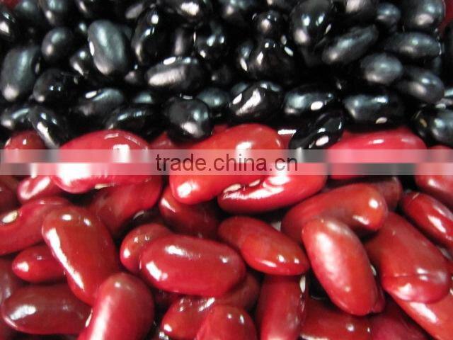 Light Speckled Kidney Bean 2010 long shape