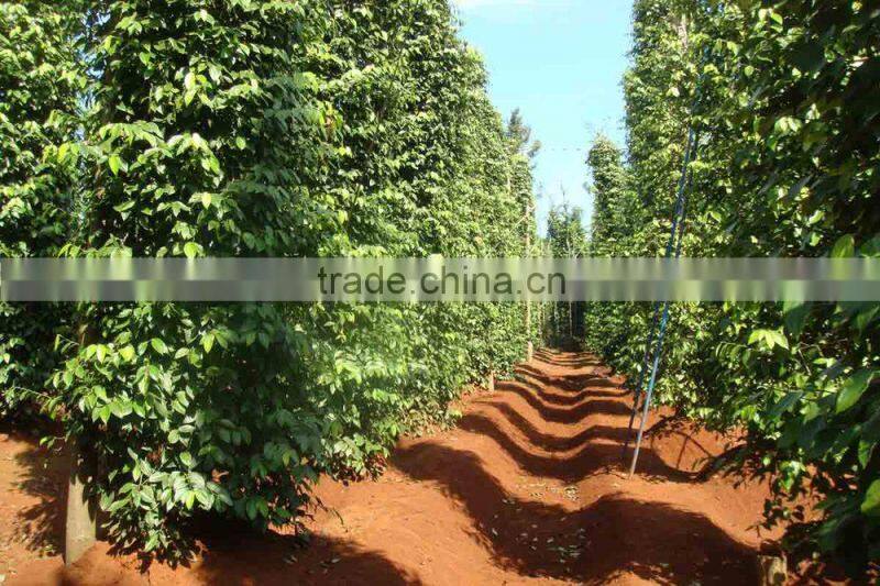 BLACK PEPPER VILACONIC