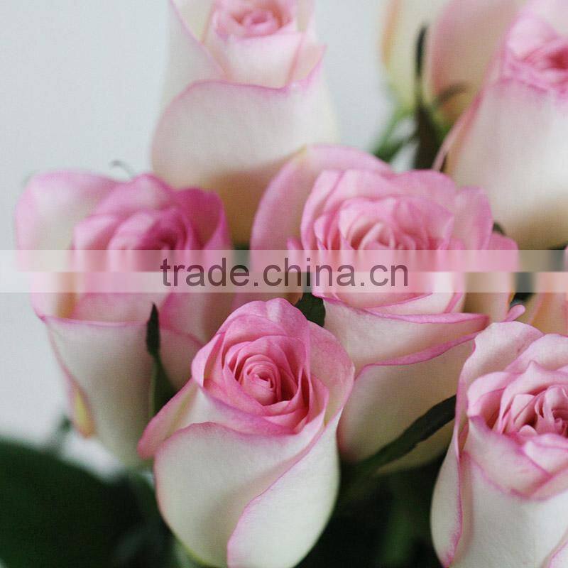 Hot sale fresh cut rose flowers with pink edge