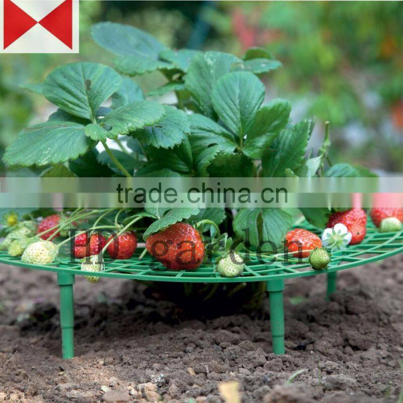 strawberry support