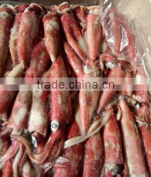 Loligo Squid Sale