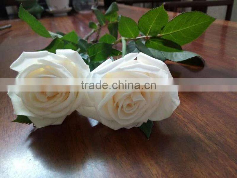 Natural Fresh Cut White Rose Flower Mother's Day Gift Processing Type Export From Yunnan