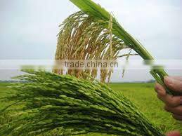 JAPONICA/ SUSHI/ CALROSE ROUND RICE 5% BROKENS