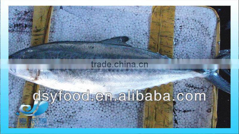 Frozen good quality pacific mackerel fillet