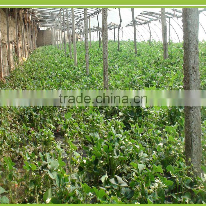 Solanberry fertilizer solanaceous vegetables organic fertilizer eggplant fertilizer