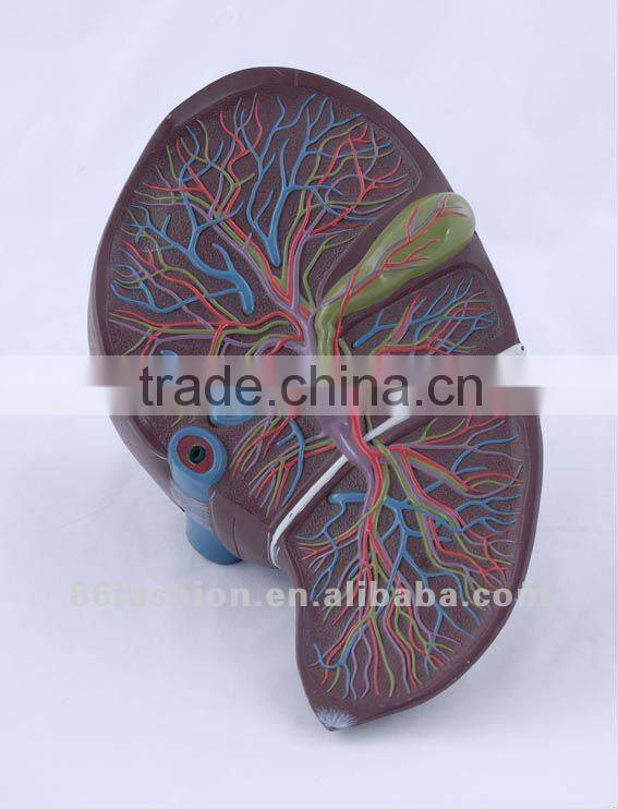 anatomical models,train model,skeleton model,manikin