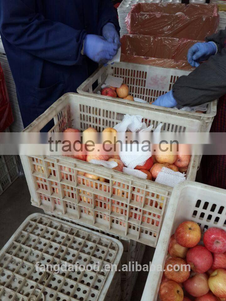 Cold storage fresh apple/low price