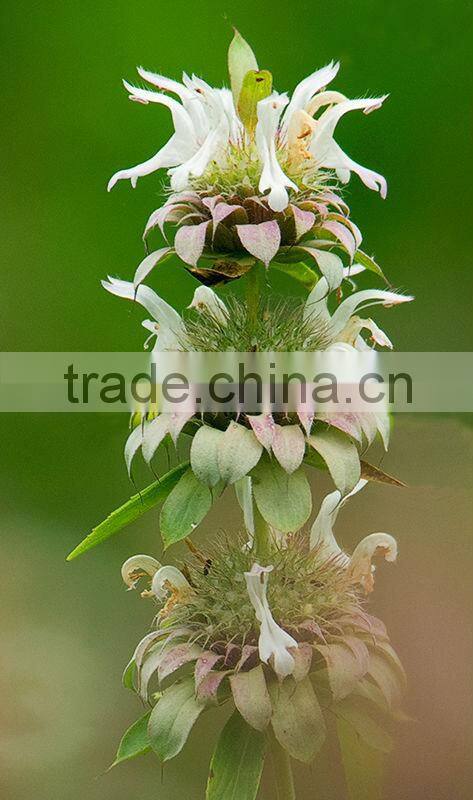 Lemon Balm Leaf Extract Powder