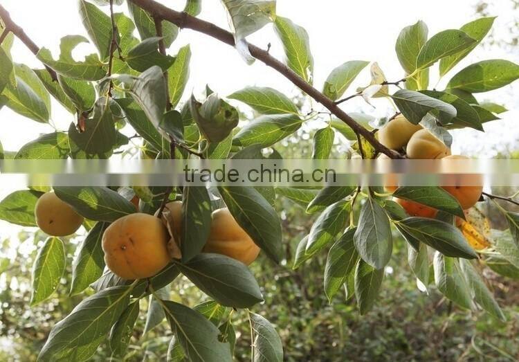 Persimmon tree seedling