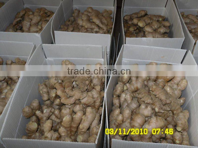 Chinese fresh ginger
