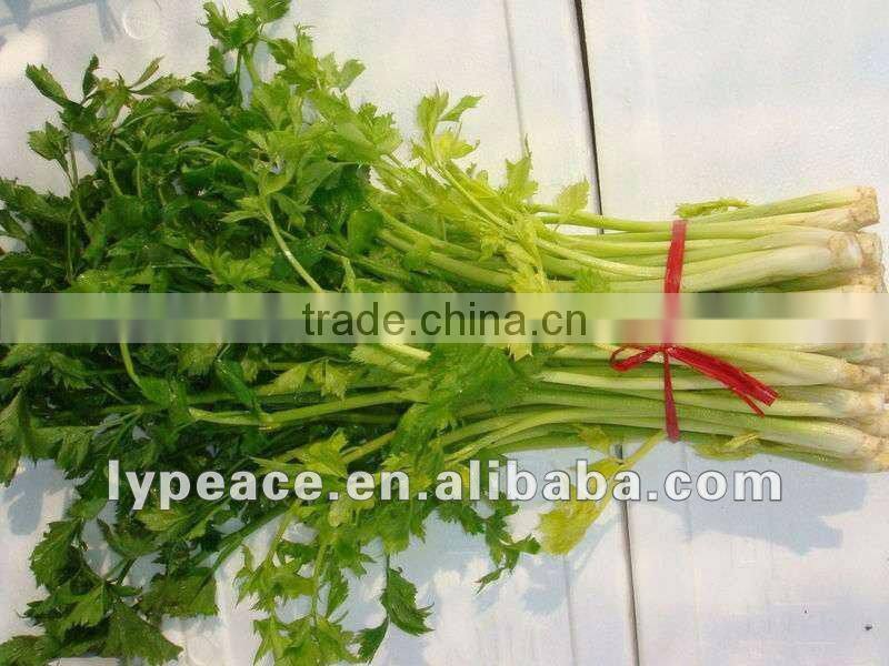 dehydrated celery flakes for spiced food