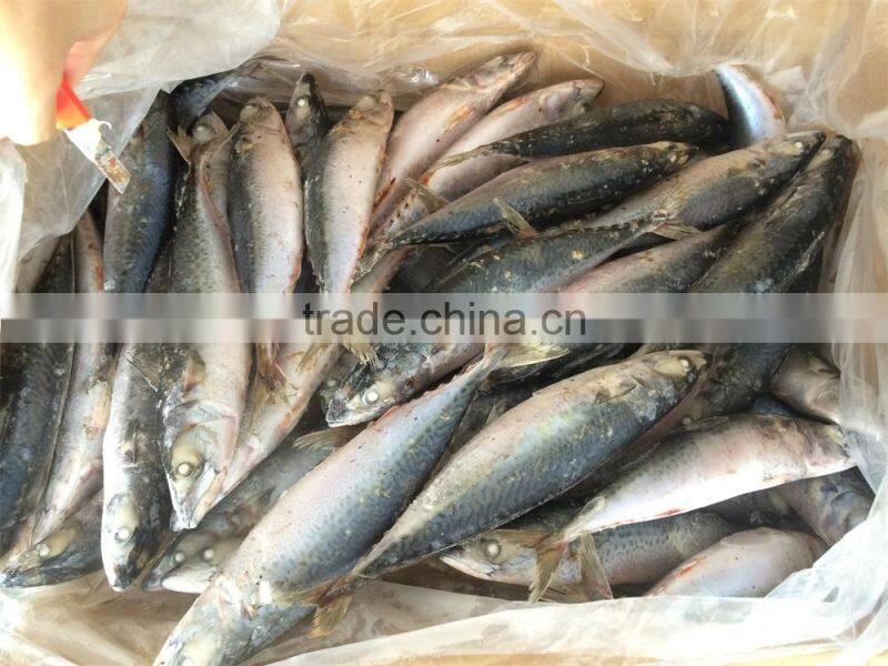 frozen mackerel hot selling