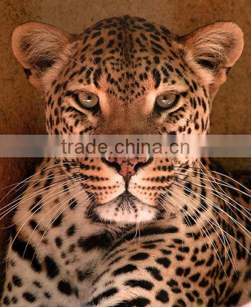 Customsize digital print round neck hoodie without hood / digital print hoodies T13339