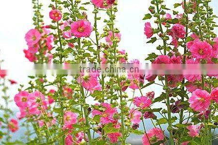 2014 Marshmallow flowers