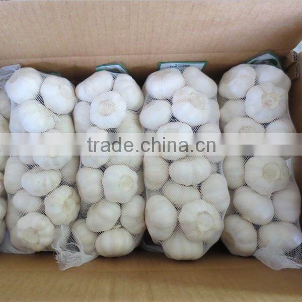 no root wholesale chinese garlic