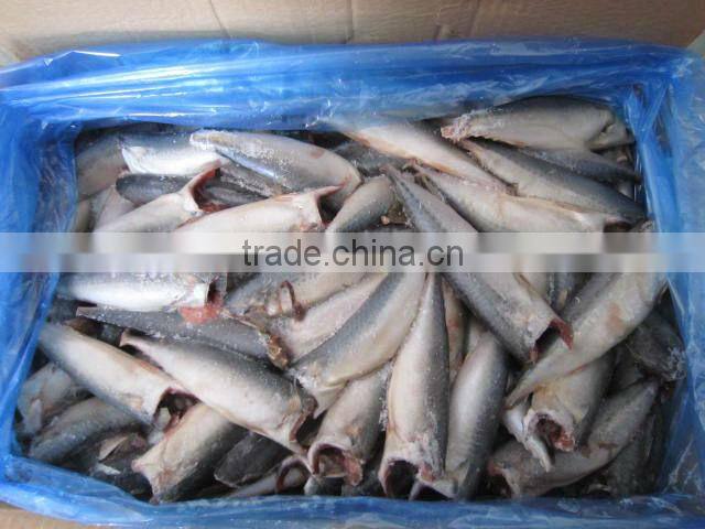 Pacific mackerel HGT