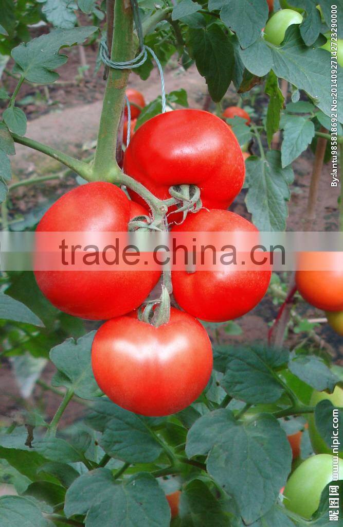 High greenhouse tomato seeds