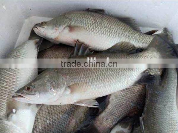 frozen fresh barramundi fish new items in china market