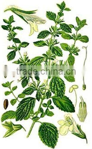 Lemon Balm Leaf Extract Powder