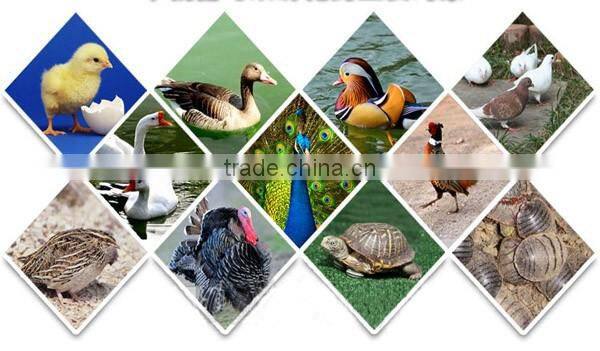 high quality small incubator