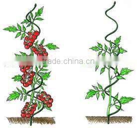 plant support-tomato spiral