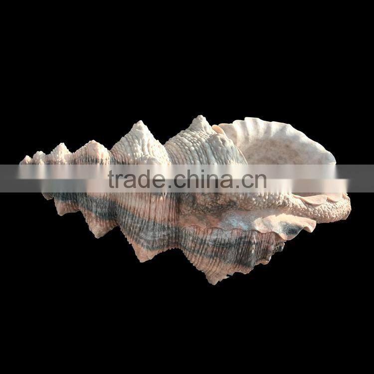 Large marble trumpet shell, garden sea shell sculpture