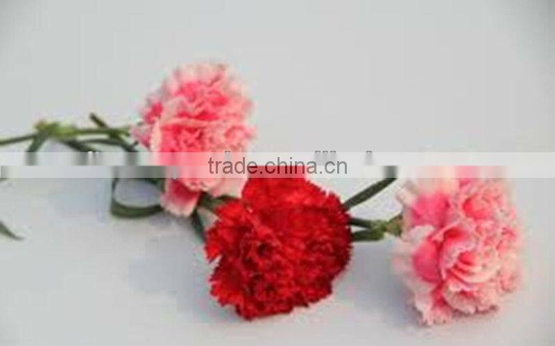 Popular Artificial Carnation Flowers