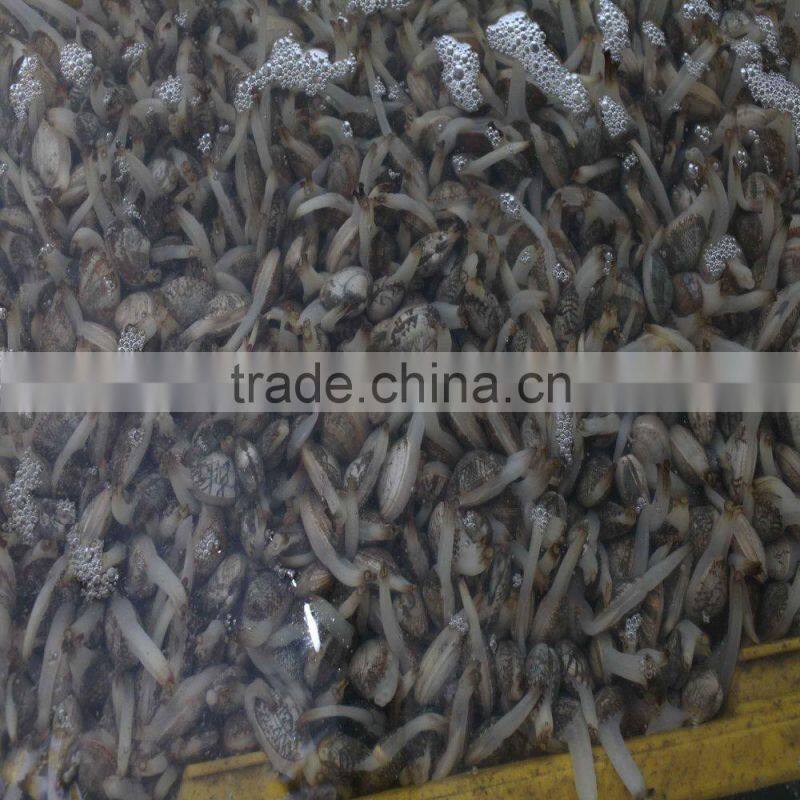 CLAM WITHOUT SAND IMPURTIES SHELL FOR SALE IN VACCUM