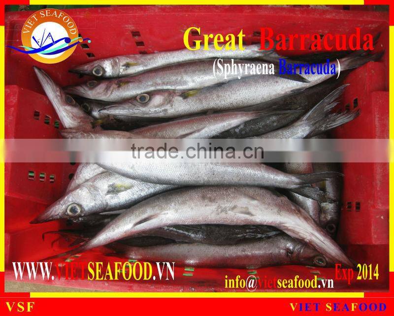 FROZEN W/R BARRACUDA FISH