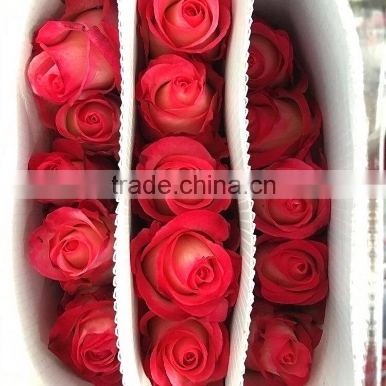 Newest best selling multi-colored fresh cut rose flowers