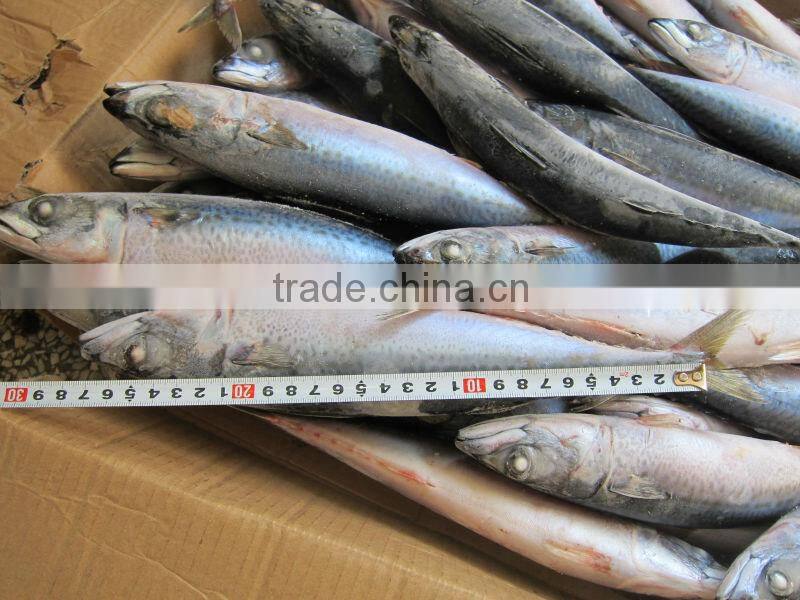 Frozen mackerel