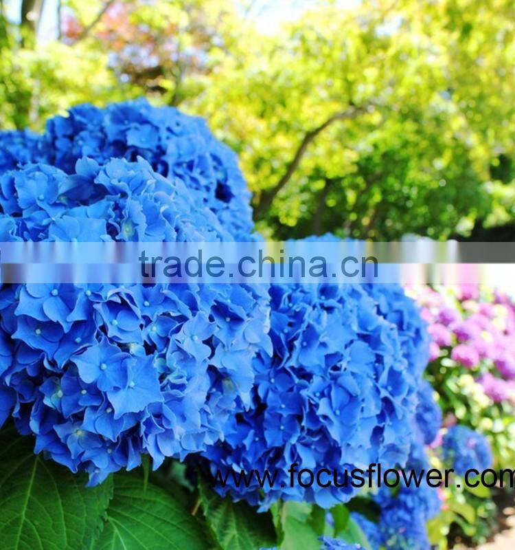 Hot Sale High Quality Hydrangea Cut Flowers For Fresh Cut Flower Buyer