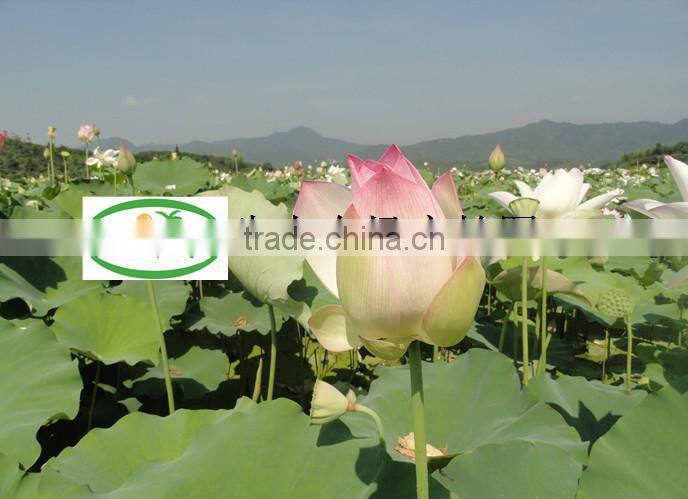 Nelumbo nucifera Gaertn Lotus nut Lotus seeds