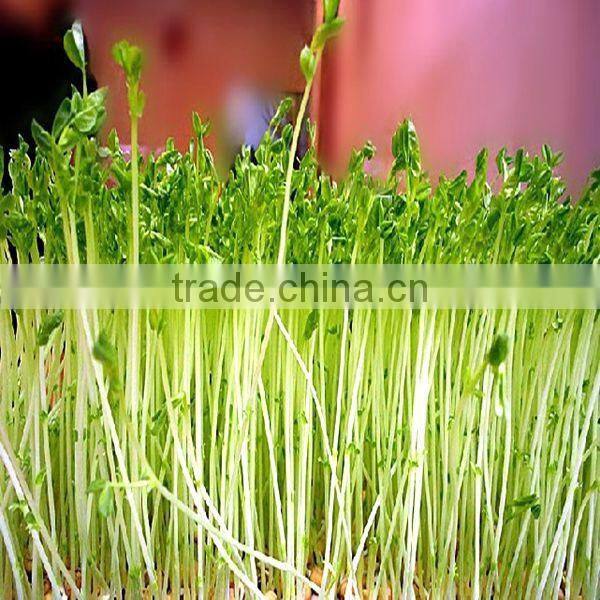 Lowest price automated bean sprouts machine with best service