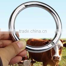cow nose ring for sale