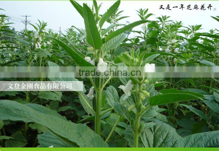 promoting high quality best 100% pure sesame oil