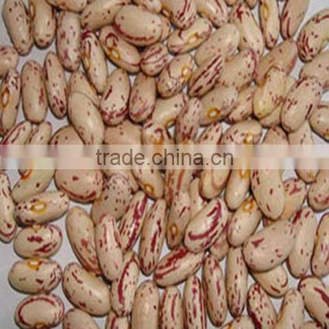 Light Speckled Kidney Bean 2010 long shape