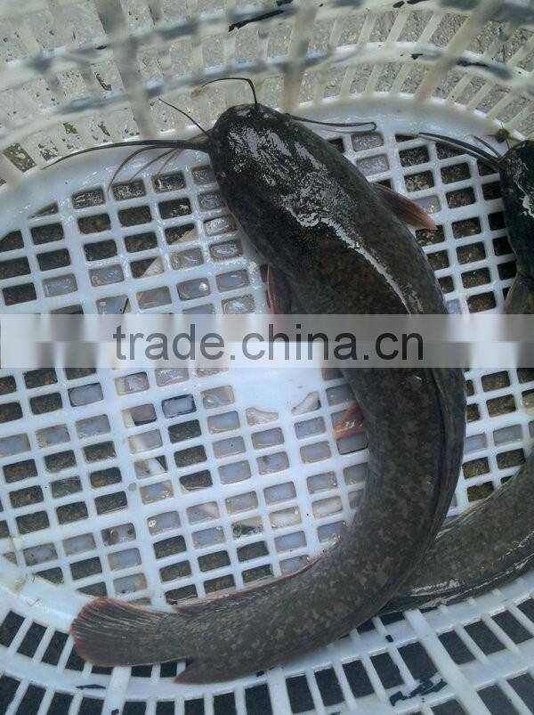 Frozen catfish whole round from catfish fish farm