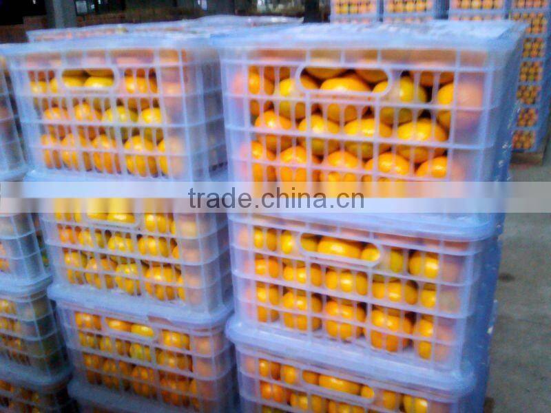 Best Quality Navel Orange