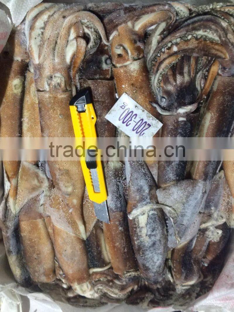Frozen argentinus argentina illex squid exporter