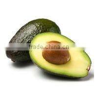 High quality olive oil machinery / plush toy avocado small home use prickly pear seed oil extraction machine