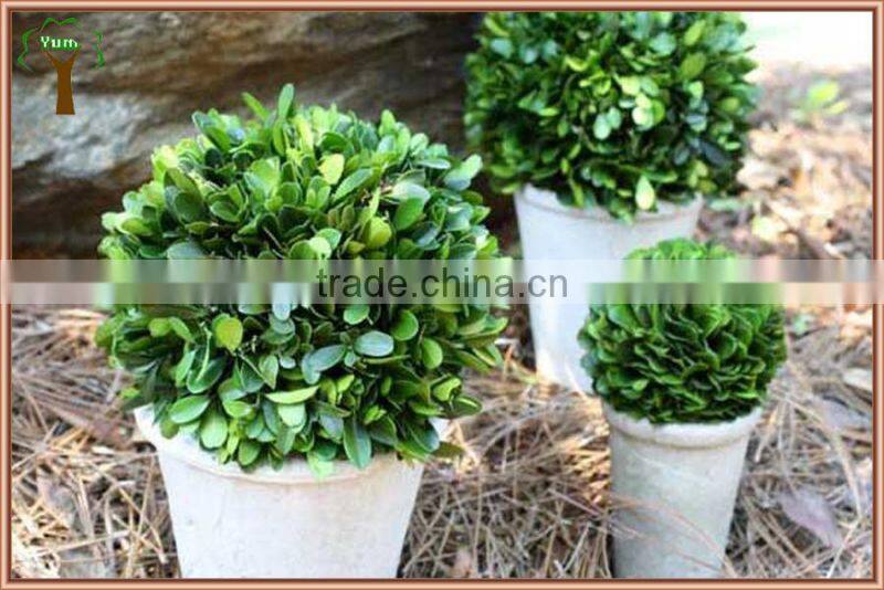 mini preserved half boxwood ball potted in white pot