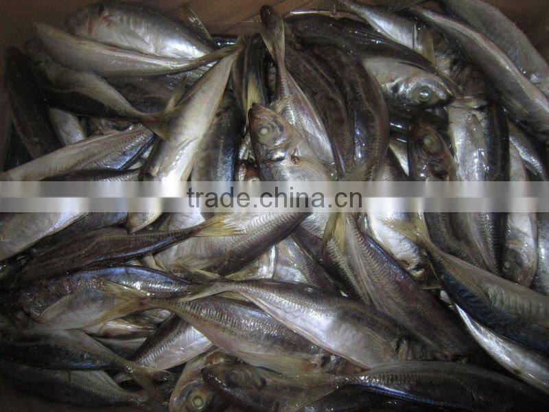Frozen horse mackerel fish with whole round